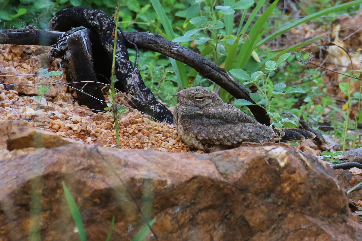 Savanna Nightjar (Northern) - ML621269596