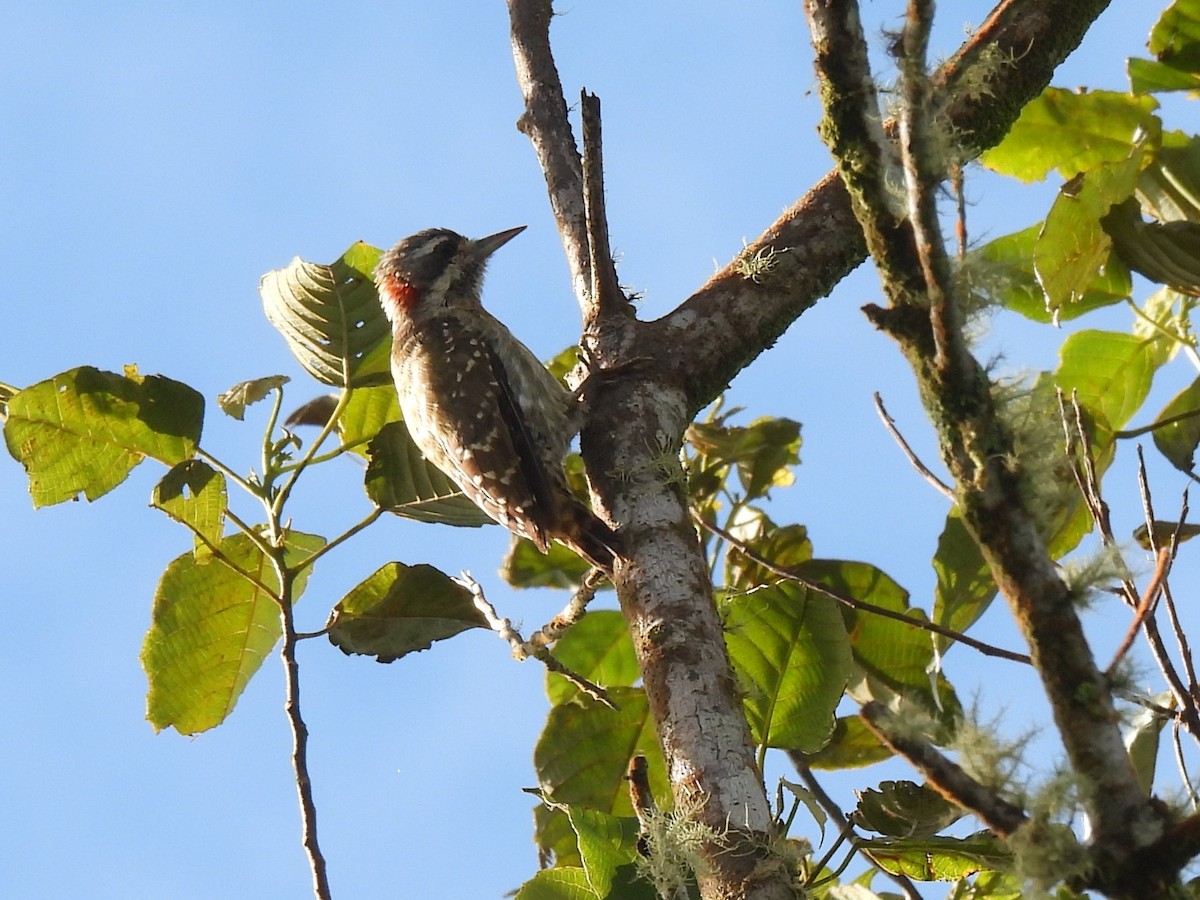 Sulawesi Pygmy Woodpecker - ML621269790