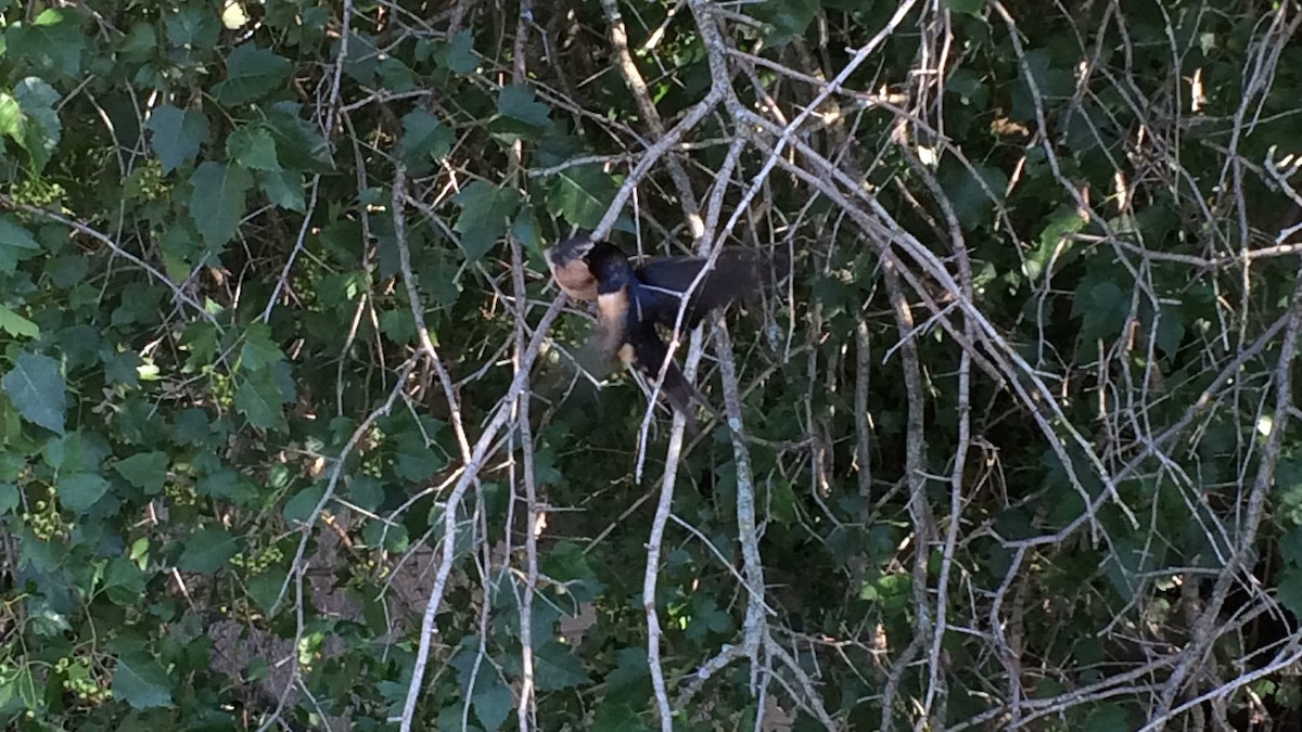 Barn Swallow - ML62126981