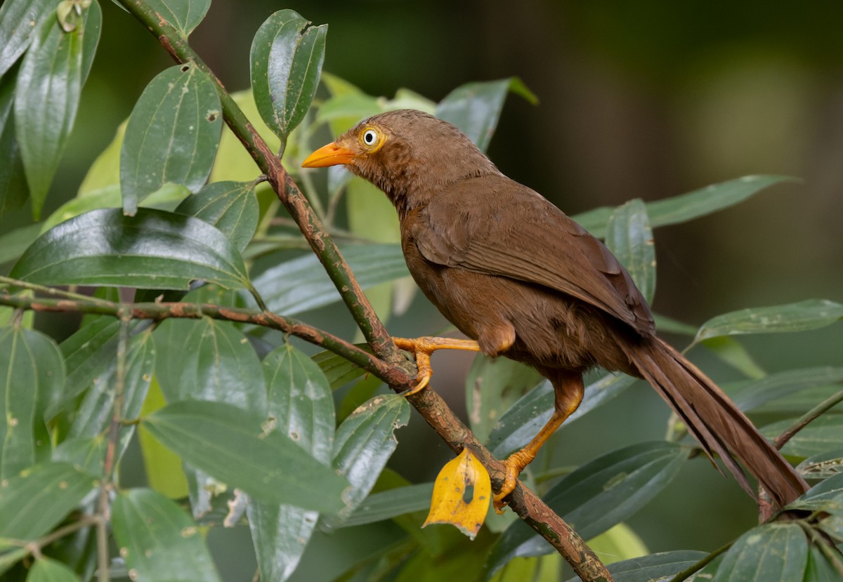 Orange-billed Babbler - ML621269920