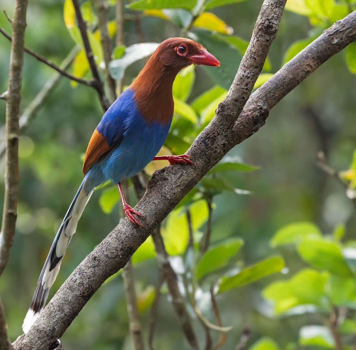 Sri Lanka Blue-Magpie - ML621270025