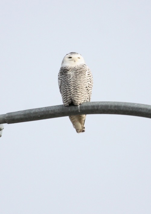 Snowy Owl - ML62127011