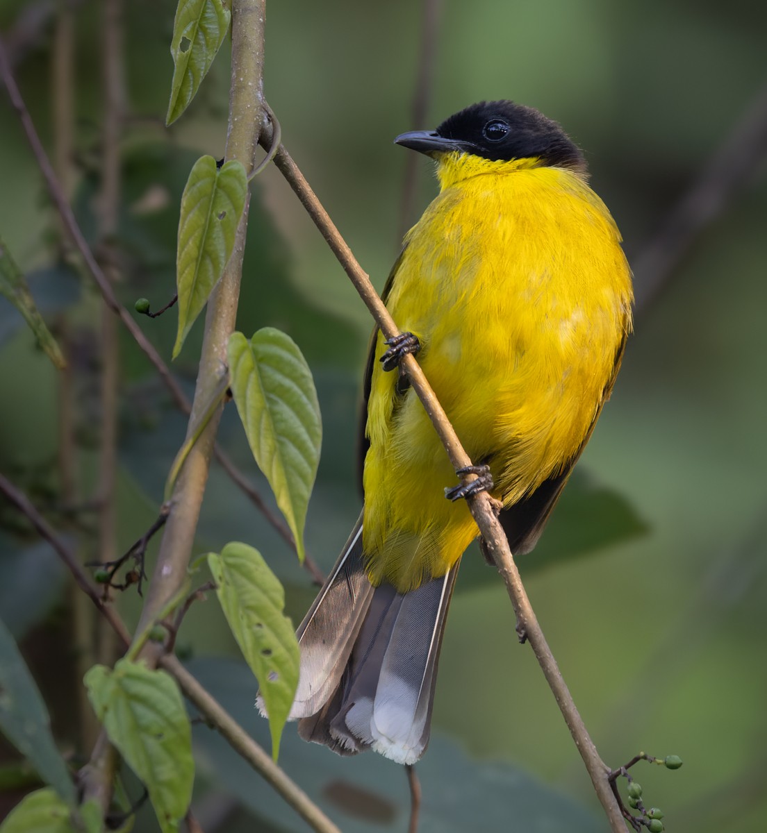 Bulbul à tête noire - ML621270324