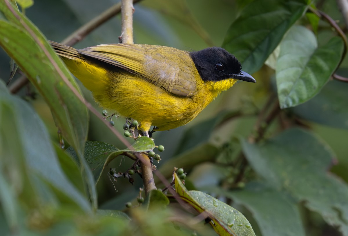 Bulbul à tête noire - ML621270325