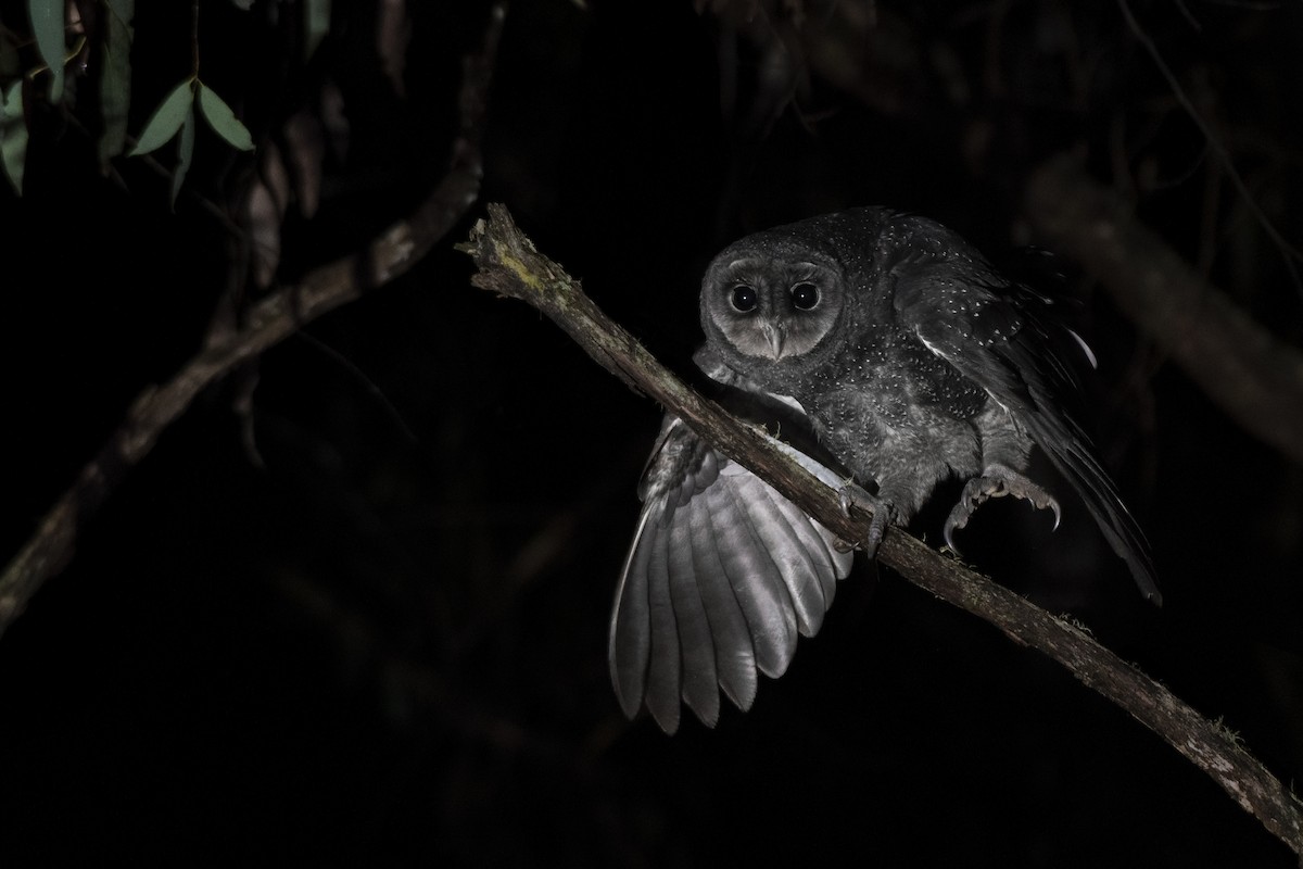 Sooty Owl - ML621270667