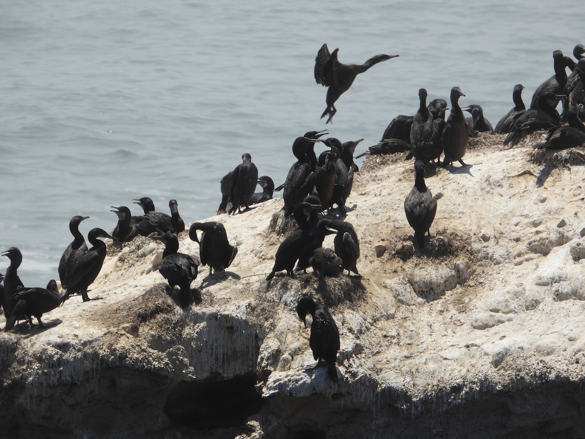 Brandt's Cormorant - ML621270702