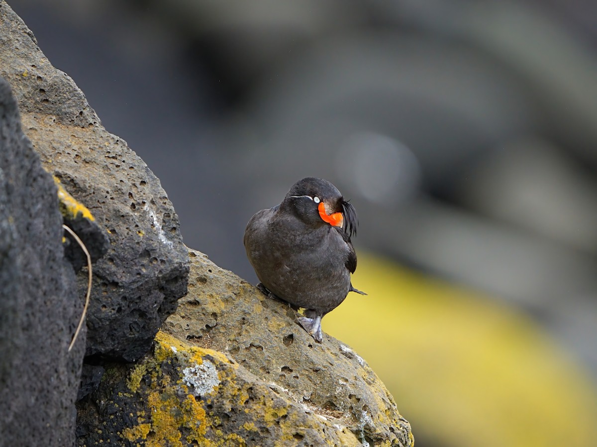 Crested Auklet - ML621270852