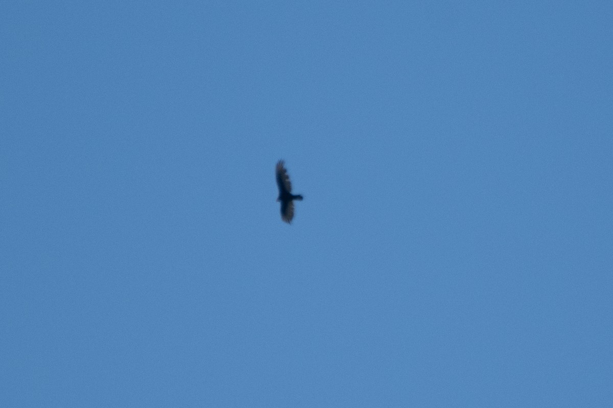 Turkey Vulture (Northern) - ML621270894