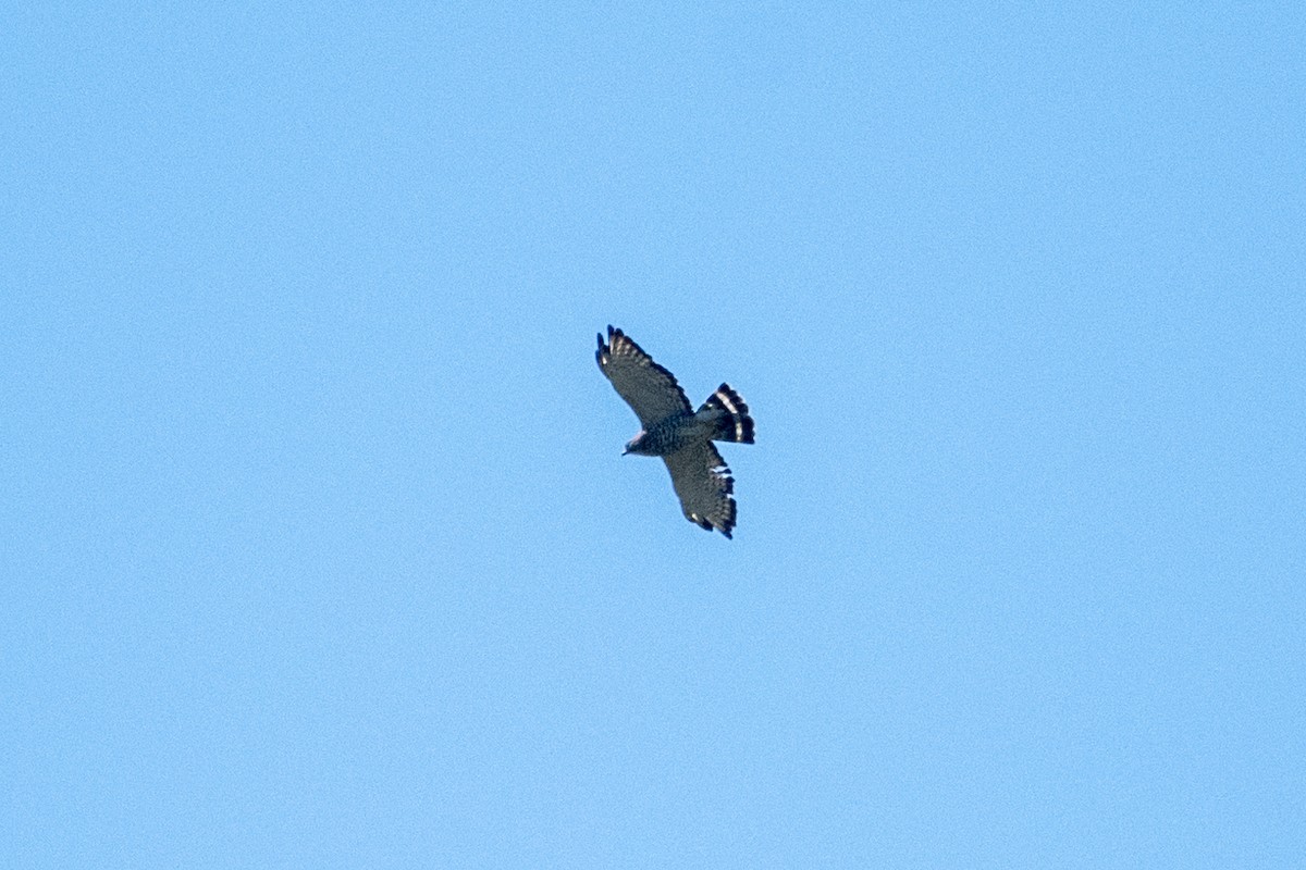 Broad-winged Hawk - ML621270897