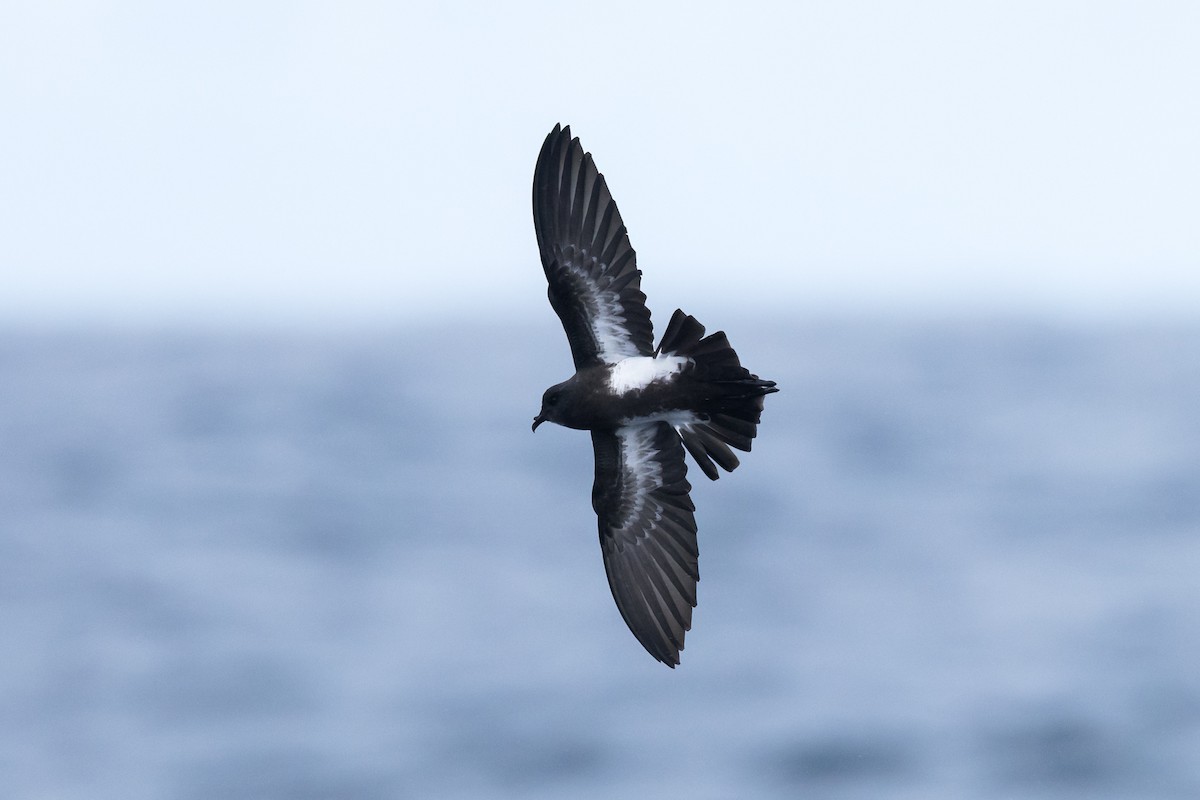 Black-bellied Storm-Petrel - Stephanie Owen