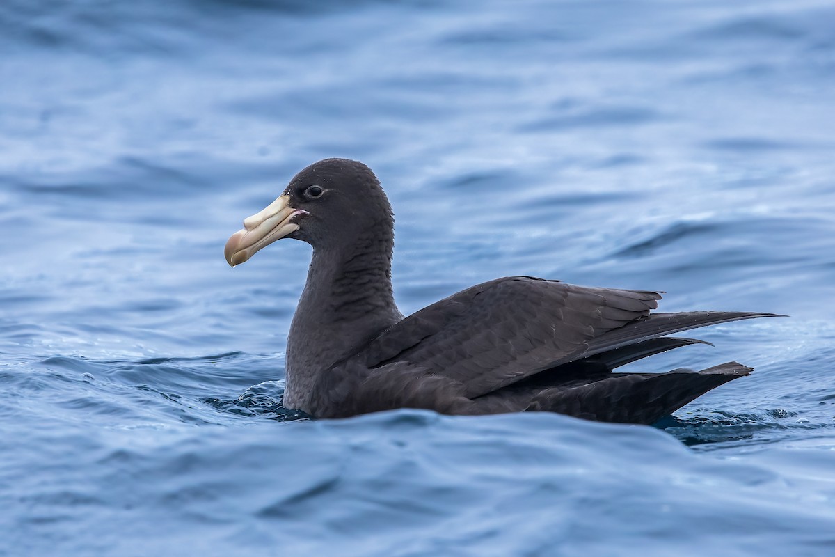 Northern Giant-Petrel - ML621270963