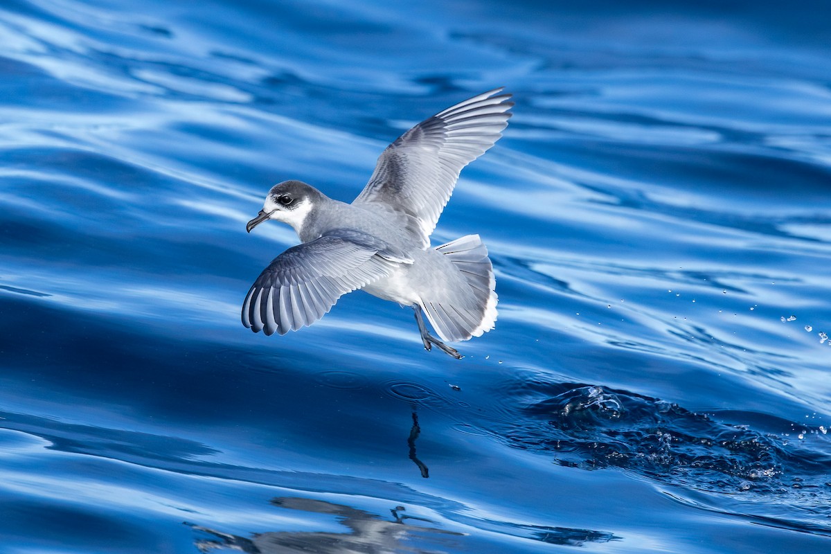 Blue Petrel - ML621270980