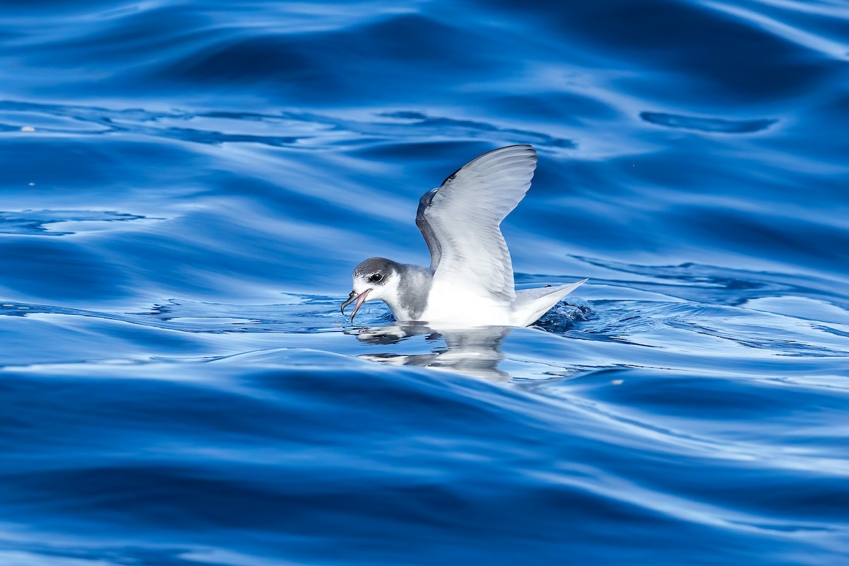 Blue Petrel - Stephanie Owen