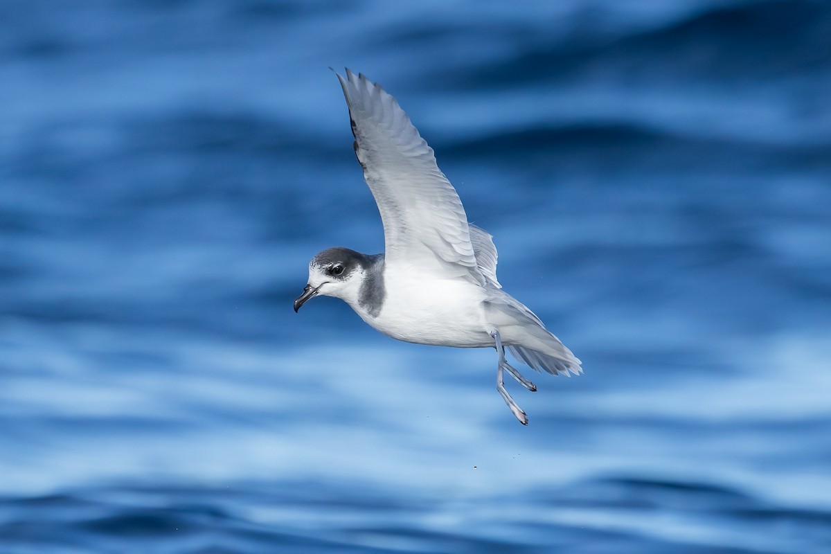 Blue Petrel - ML621270982