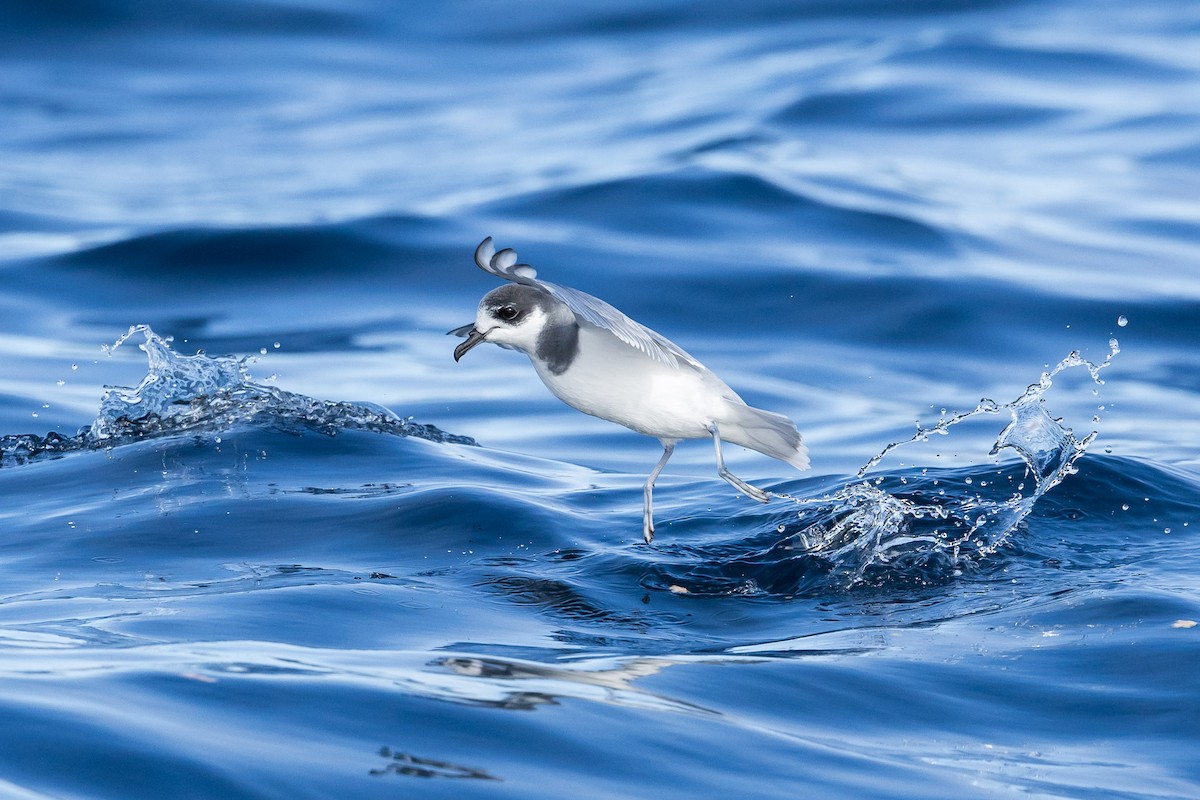 Blue Petrel - ML621270983