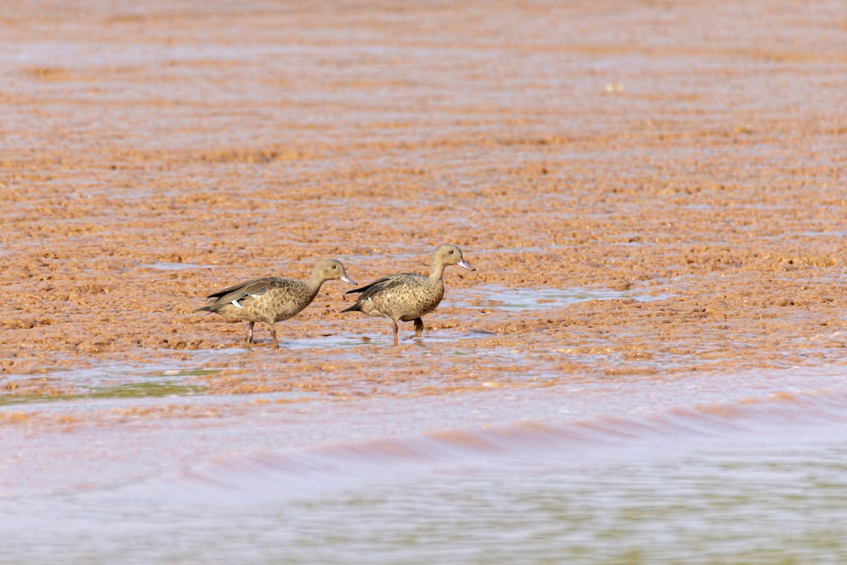 Bernier's Teal - ML621271000
