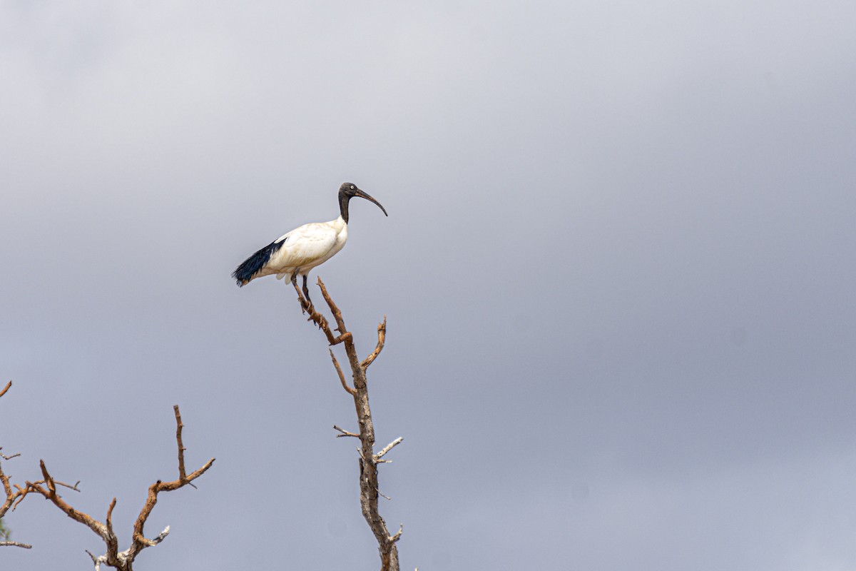Malagasy Sacred Ibis - ML621271006