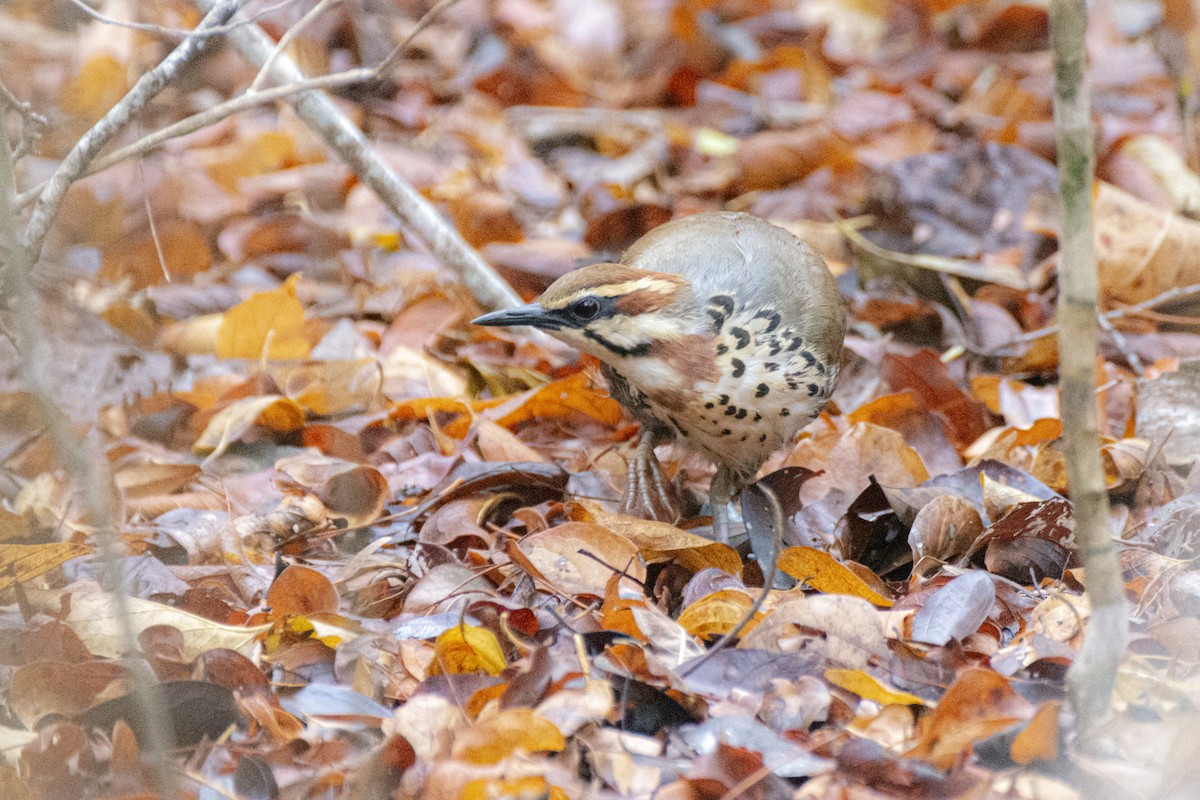 White-breasted Mesite - ML621271012