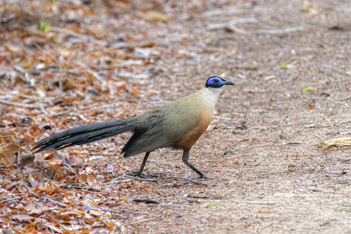 Giant Coua - ML621271015