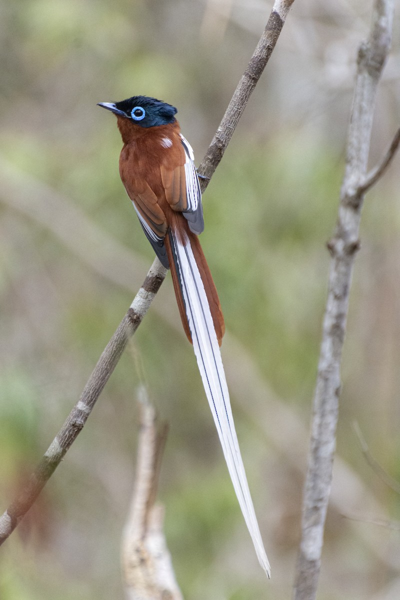 Malagasy Paradise-Flycatcher - ML621271018