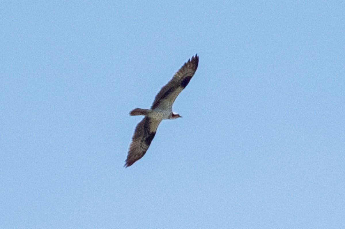 Osprey (American) - ML621271051