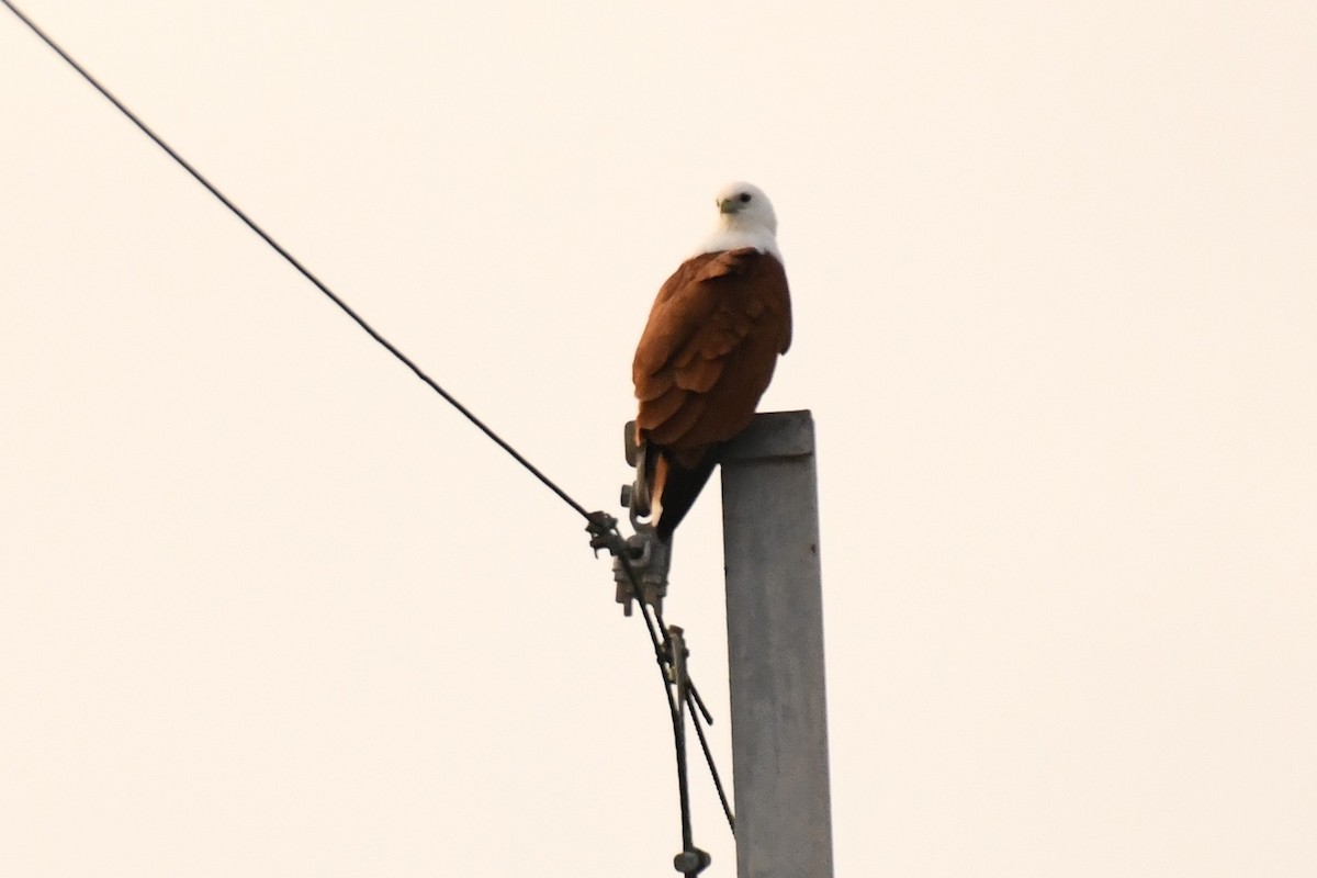 Brahminy Kite - ML621271217