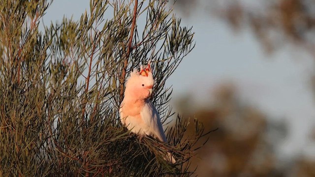 Pink Cockatoo - ML621271319