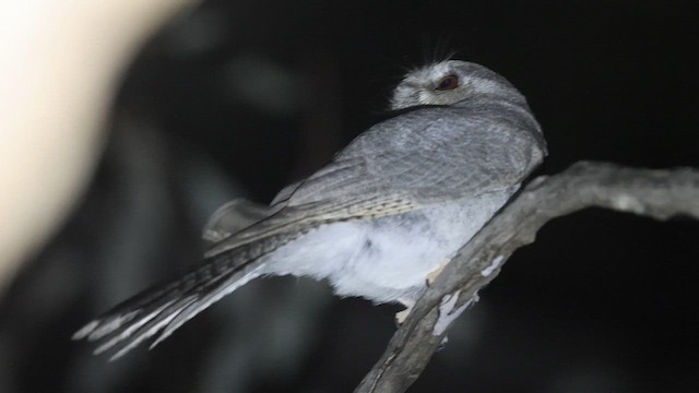オーストラリアズクヨタカ - ML621271352