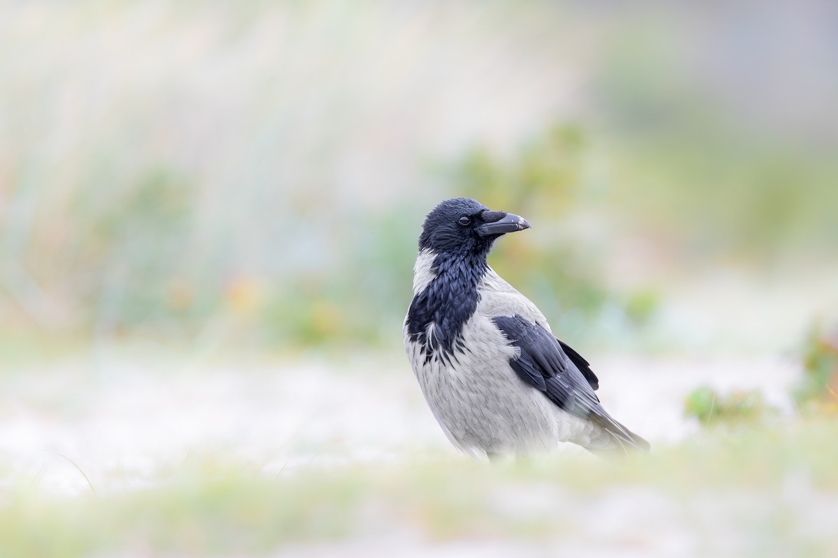 Hooded Crow - ML621271427