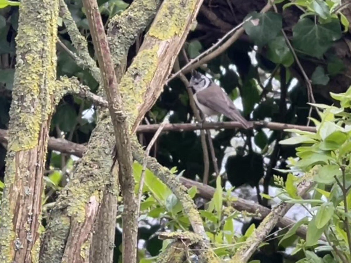 Crested Tit - ML621271430