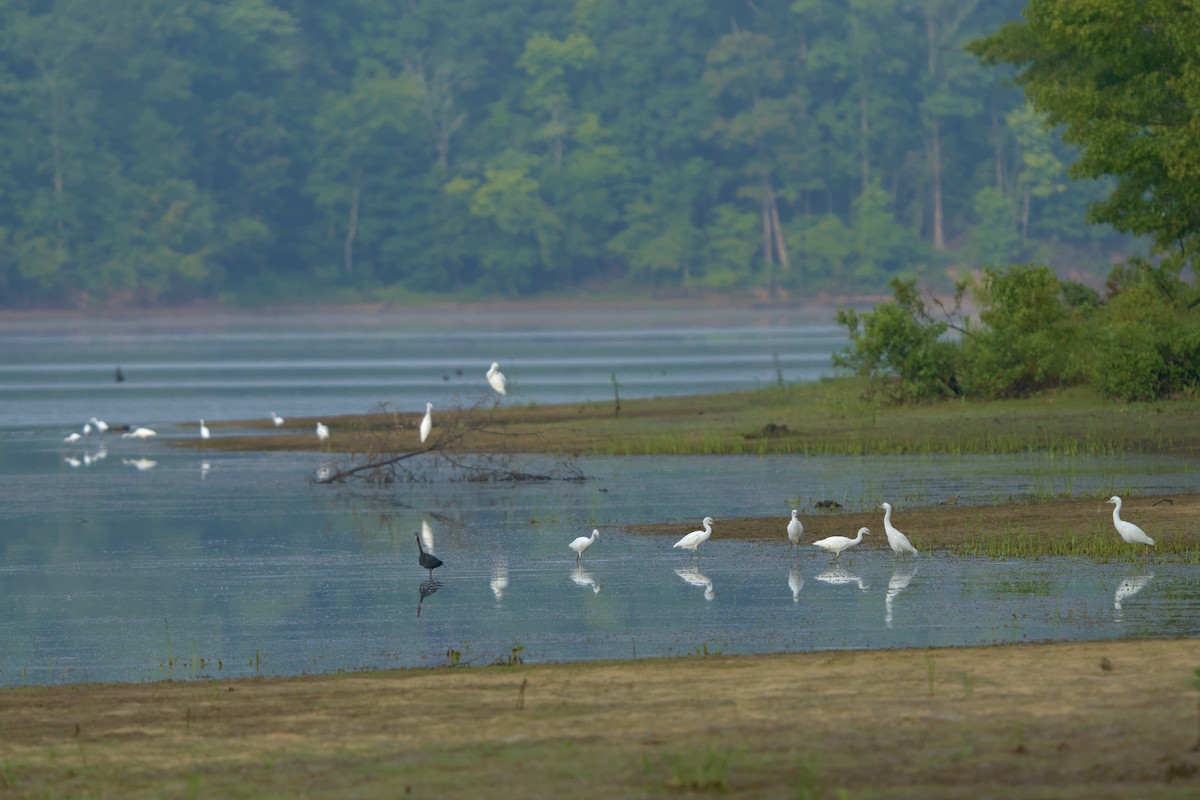 Little Blue Heron - ML621271477