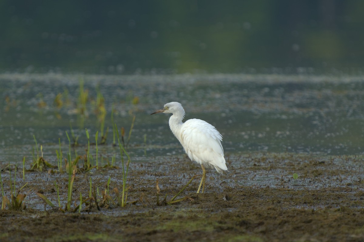 Little Blue Heron - ML621271483