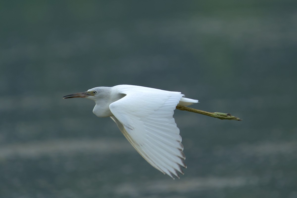 Little Blue Heron - ML621271484