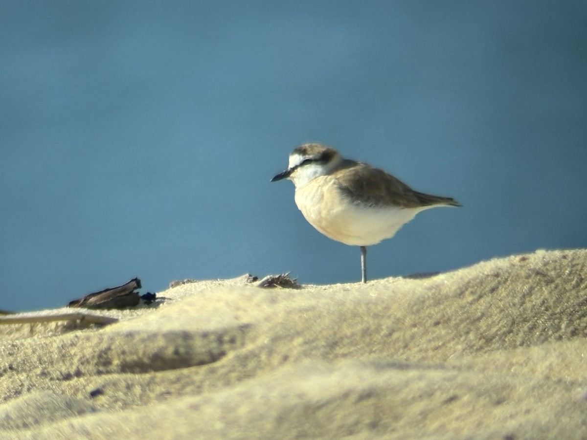 White-fronted Plover - ML621271539