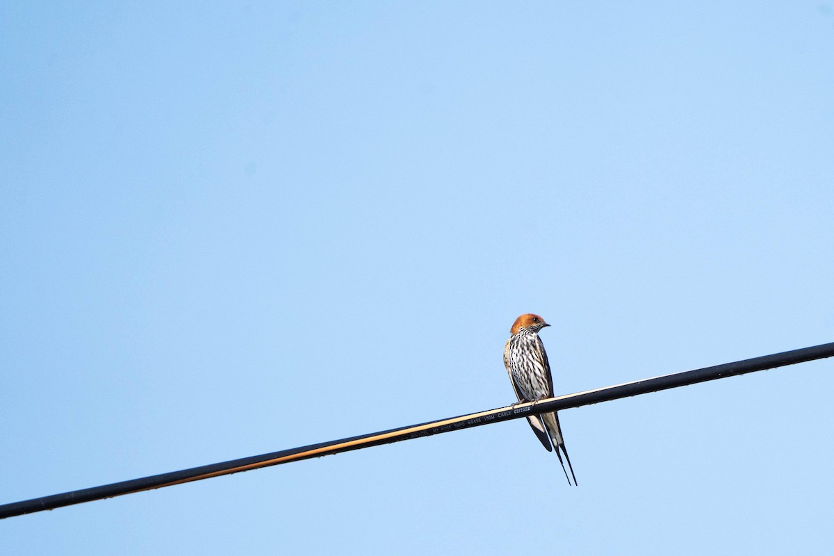 Lesser Striped Swallow - ML621271607