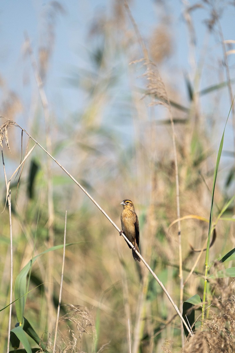 Fan-tailed Widowbird - ML621271654