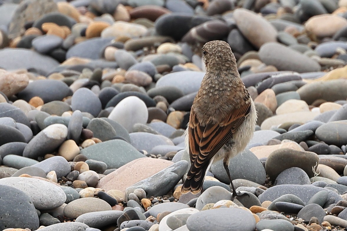 Northern Wheatear (Greenland) - ML621271754