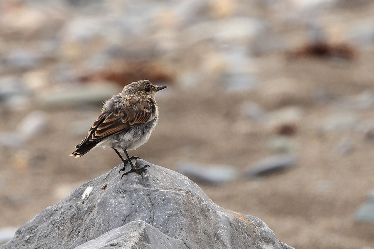 Northern Wheatear (Greenland) - ML621271757