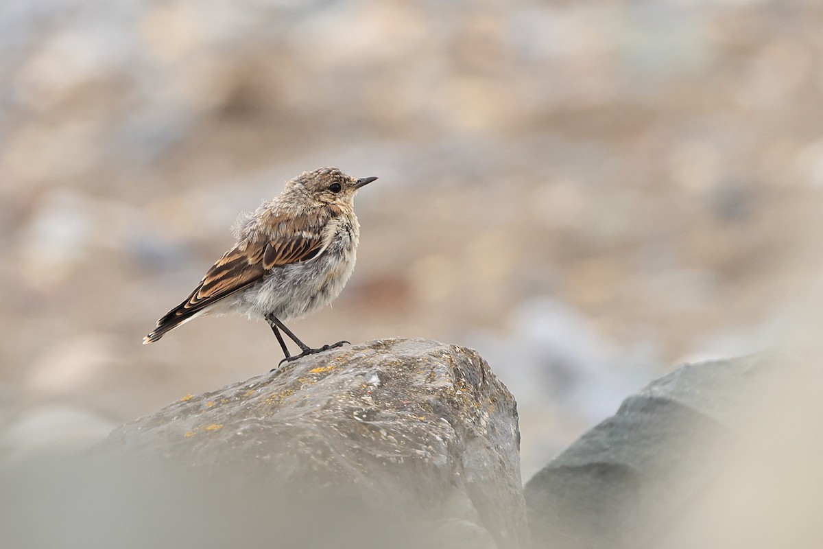 Northern Wheatear (Greenland) - ML621271758