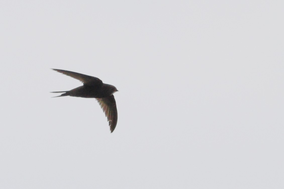 Common Swift - ML621271817