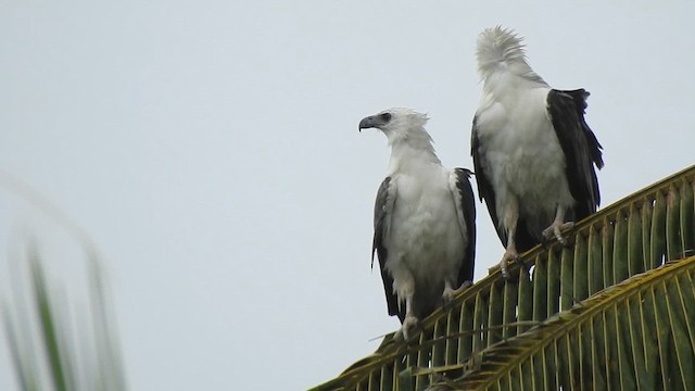 White-bellied Sea-Eagle - ML621271907