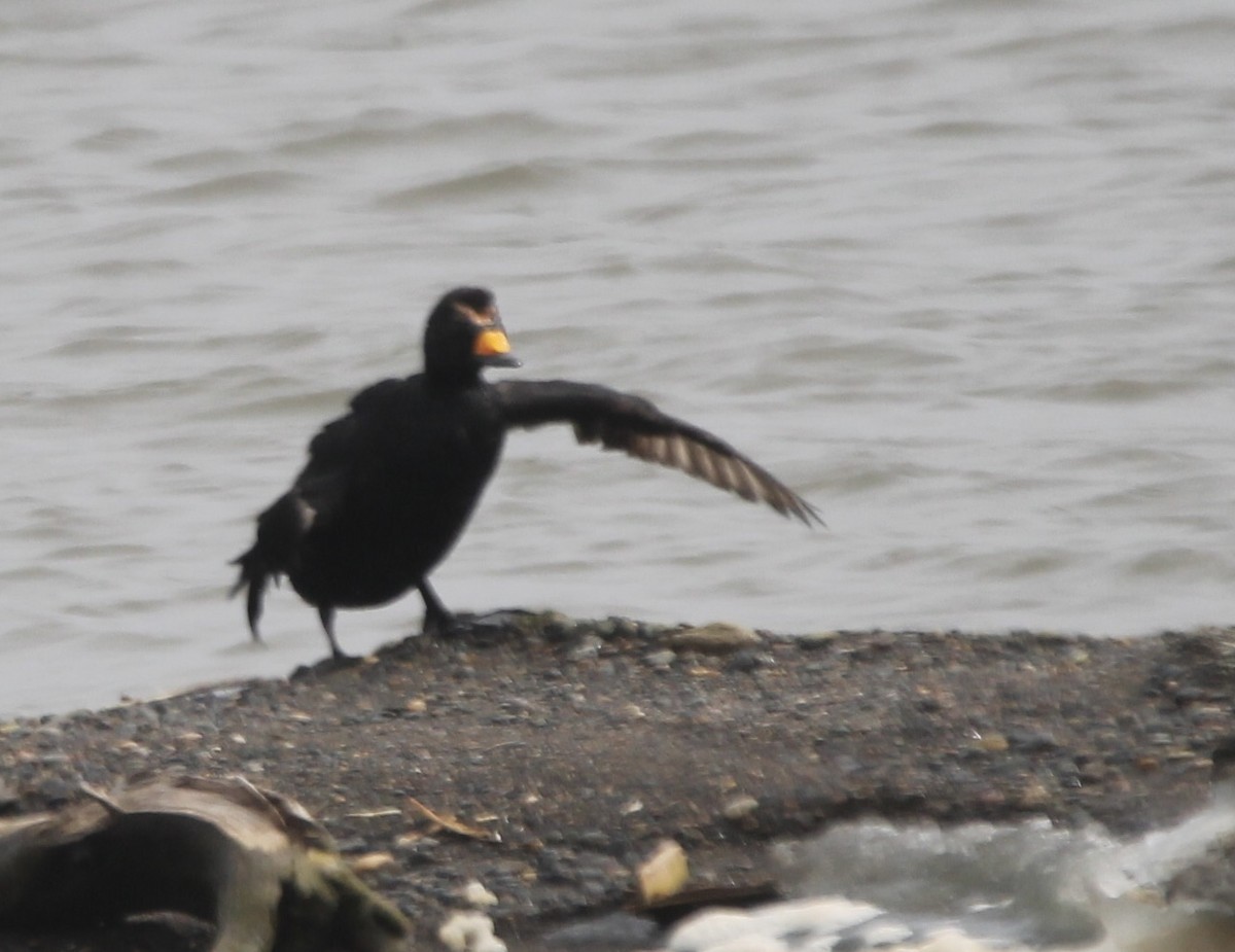 Black Scoter - ML621271966