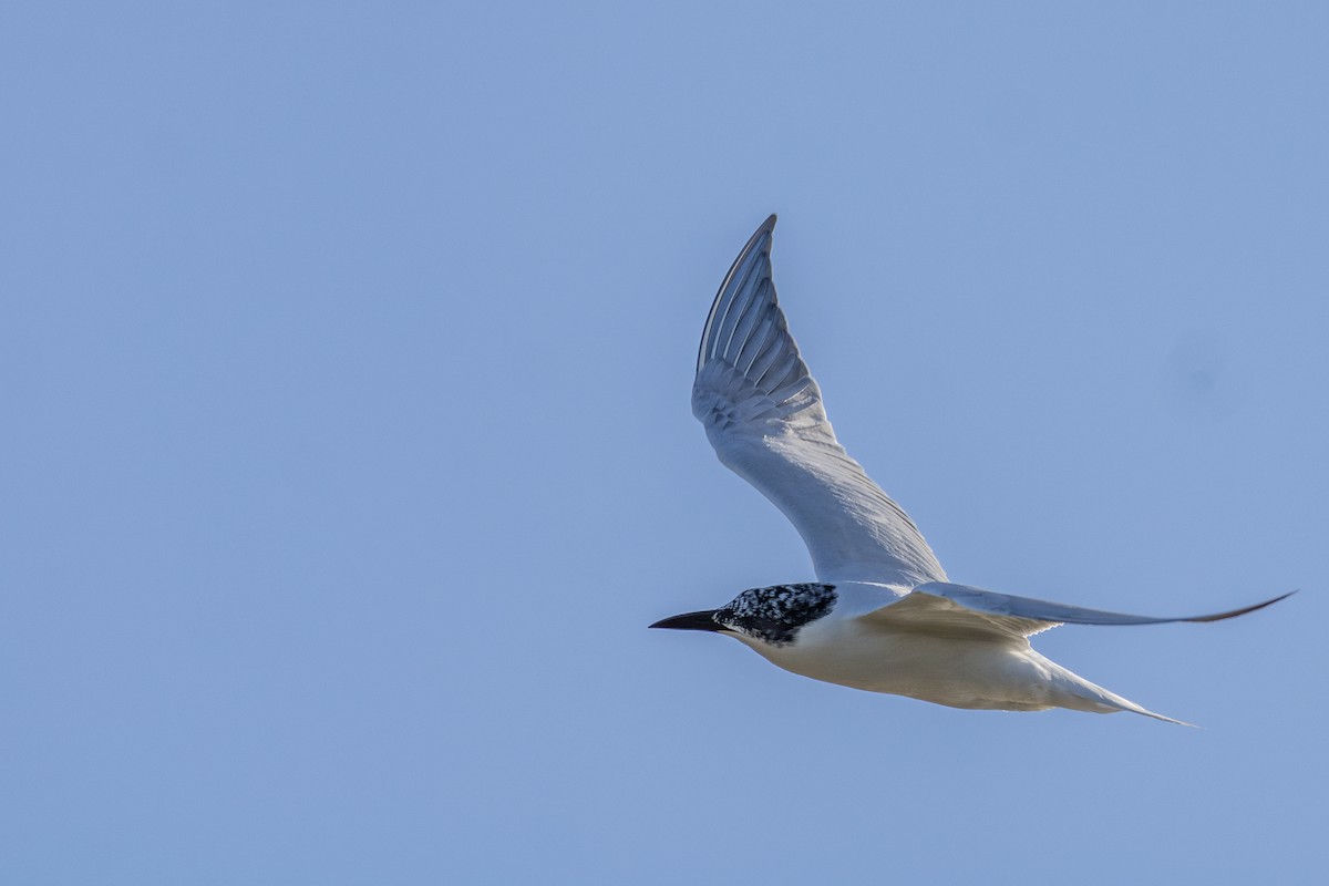 Australian Tern - ML621272152