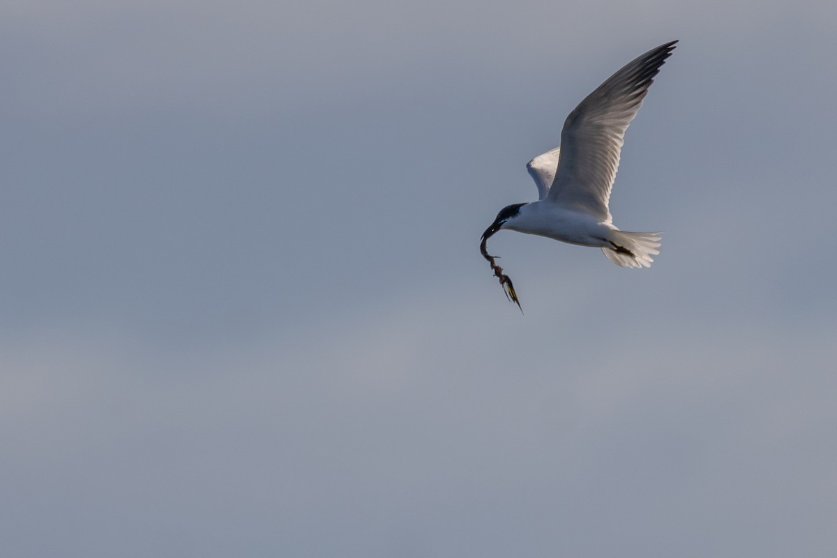 Australian Tern - ML621272158
