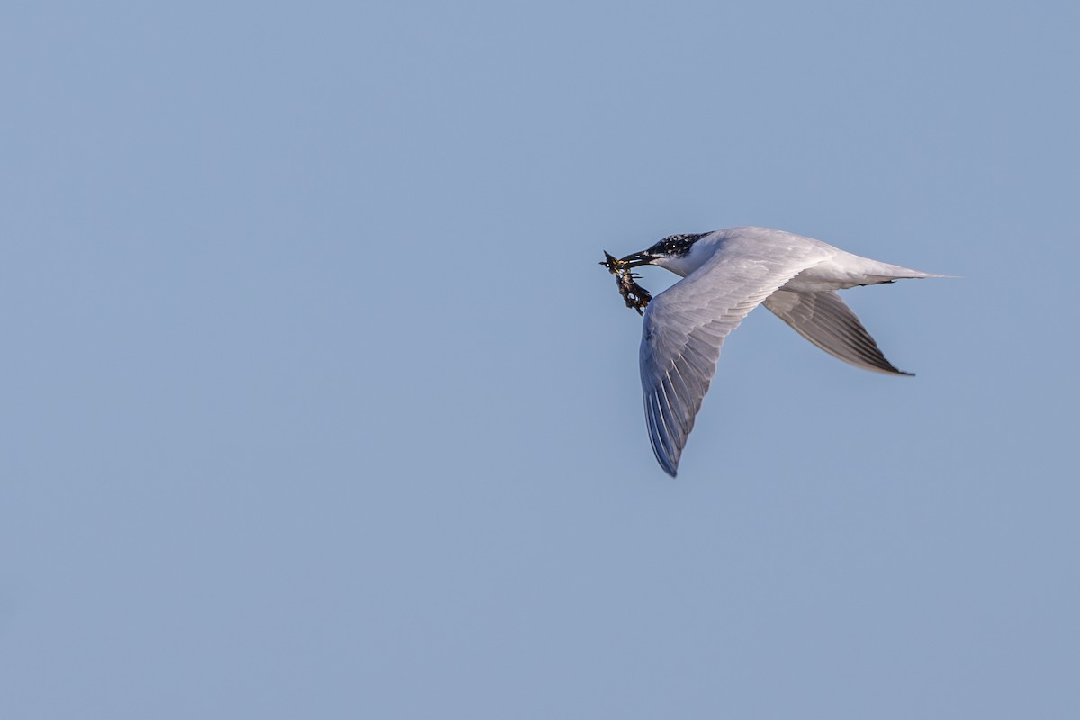 Australian Tern - ML621272159