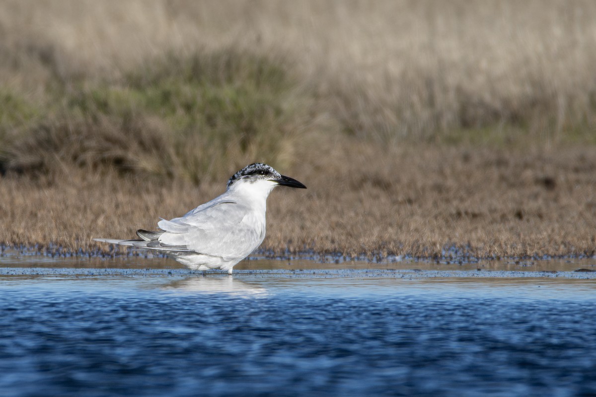 Australian Tern - ML621272160