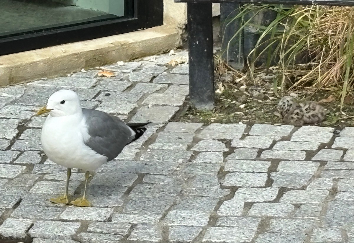 Common Gull - ML621272262