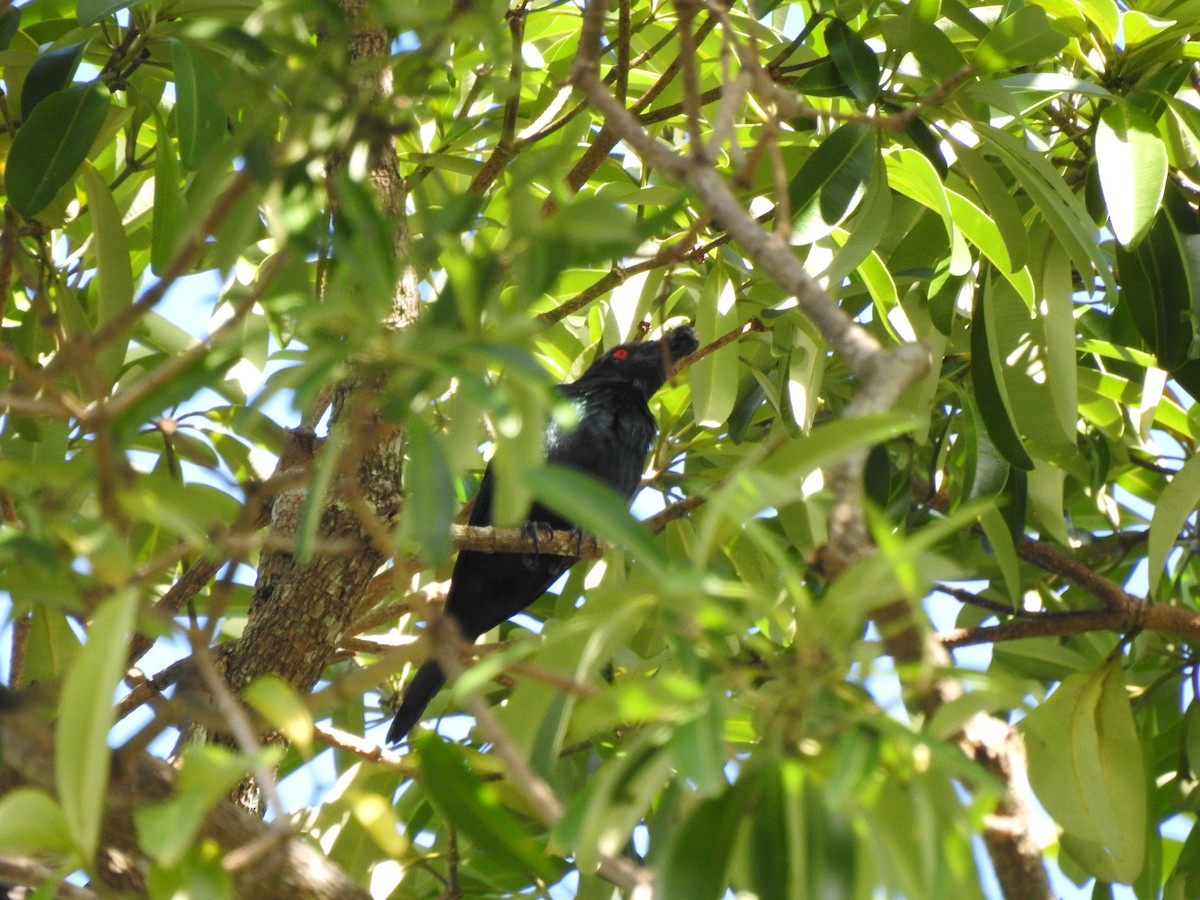 Metallic Starling - ML621272343