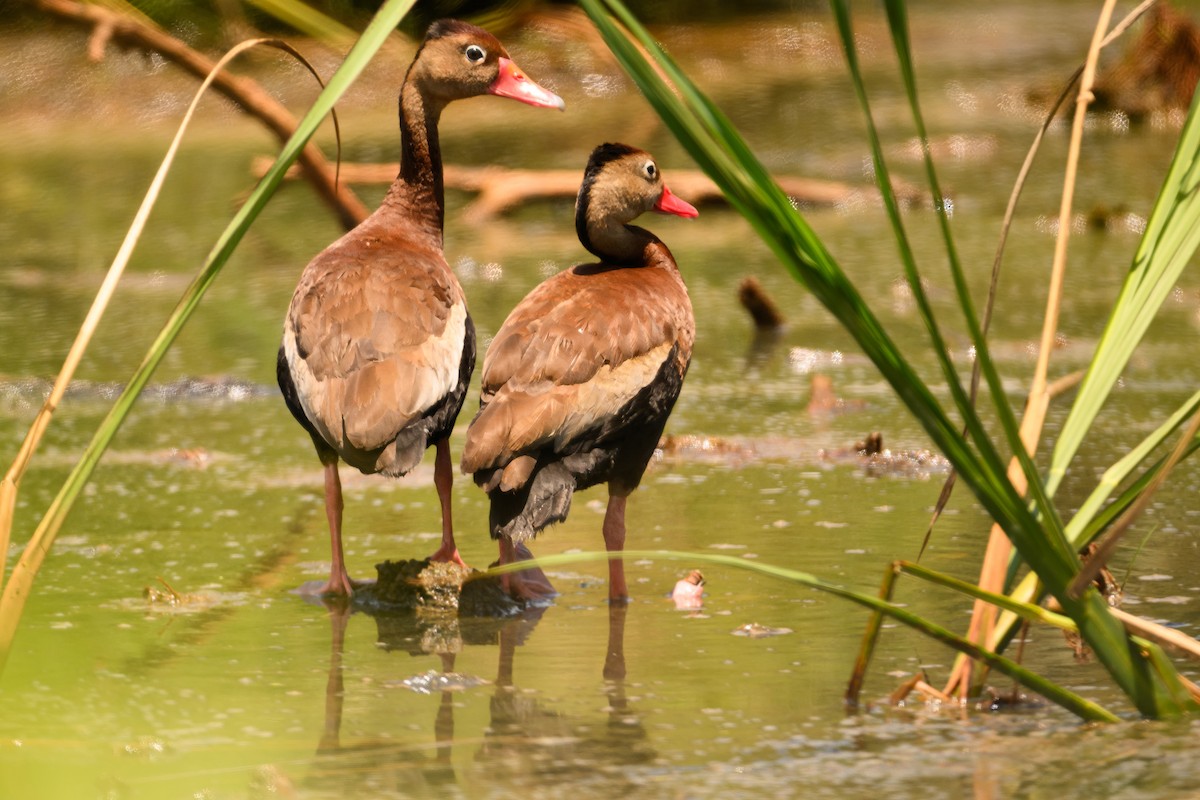 Black-bellied Whistling-Duck - ML621272549