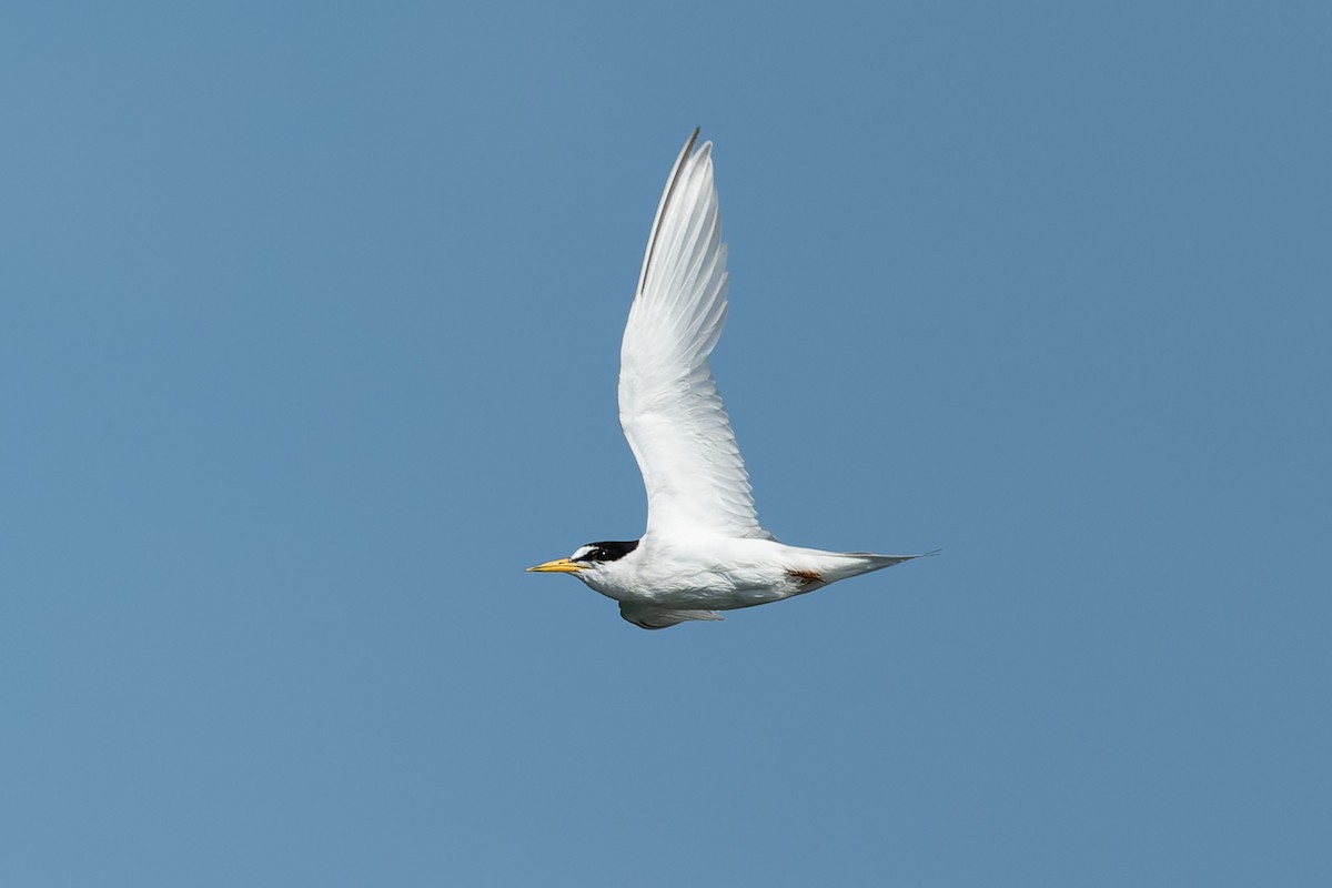 Least Tern - ML621272562